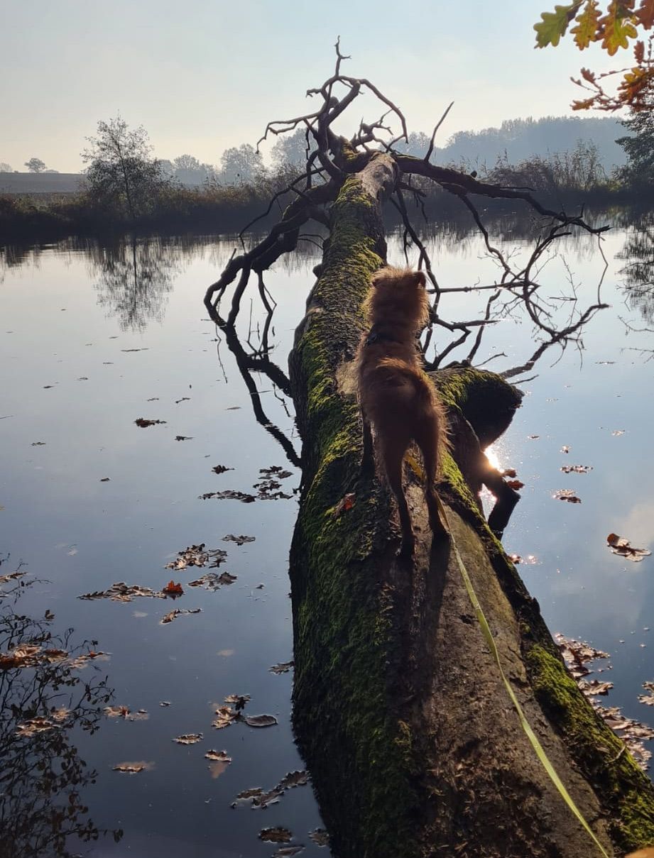 Hund balanciert auf einem Baumstamm