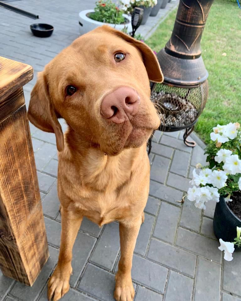Aufmerksamer Hund wartet vor einer Haustür