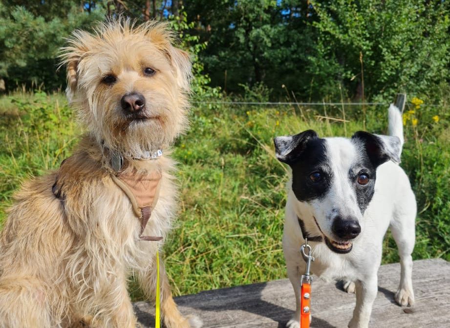 Zwei Hunde stehen gemeinsam im Grünen