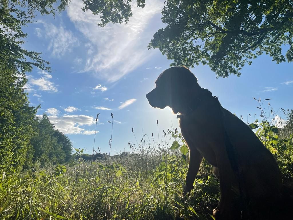 Hund sitzt im Gegenlicht auf einer Wiese